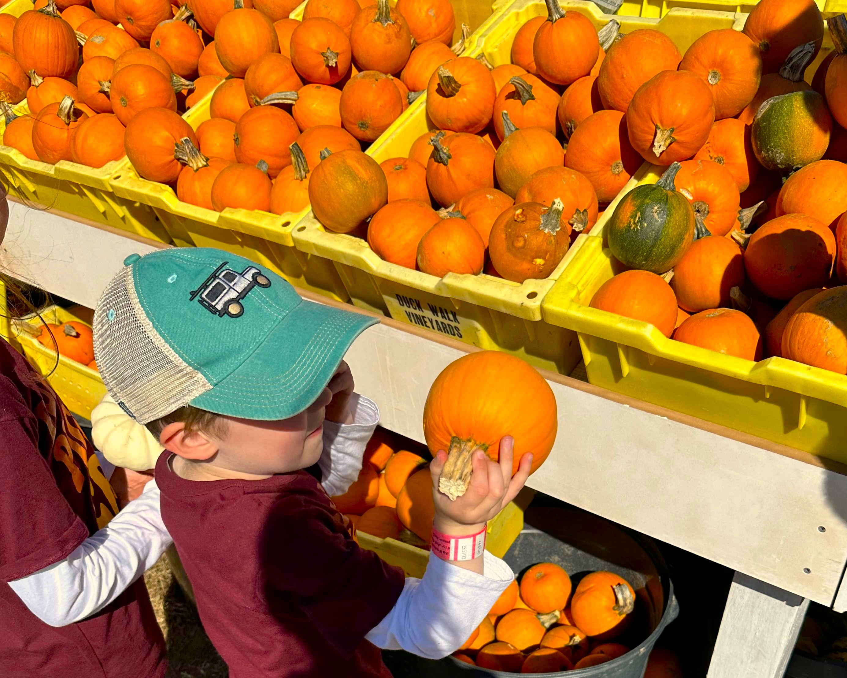 Fall is a great time to go pumpkin picking on the East End. Photo by the author