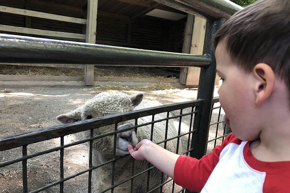 Kids can feed sheep and other animals at the Children's zoo.