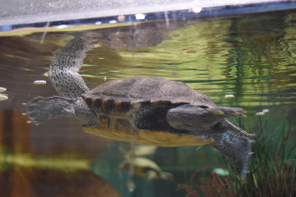 Learn local river ecology in Our Hudson Home at the Liberty Science Center