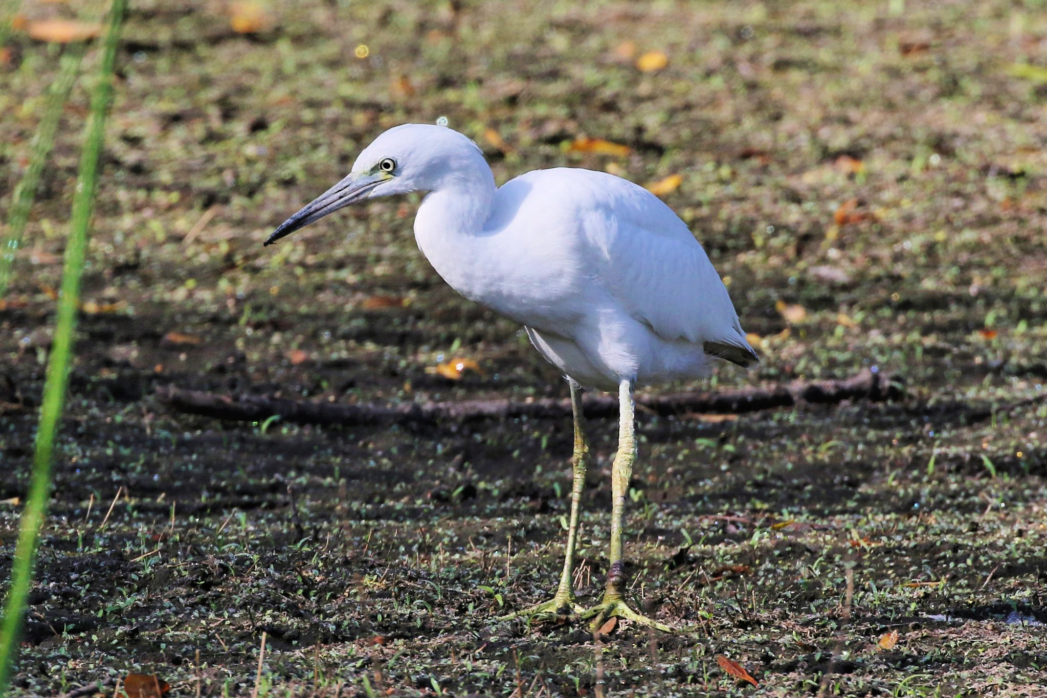 Wildlife Hikes for Kids  in Los Angeles: Little Blue Heron at the Madrona Marsh. 