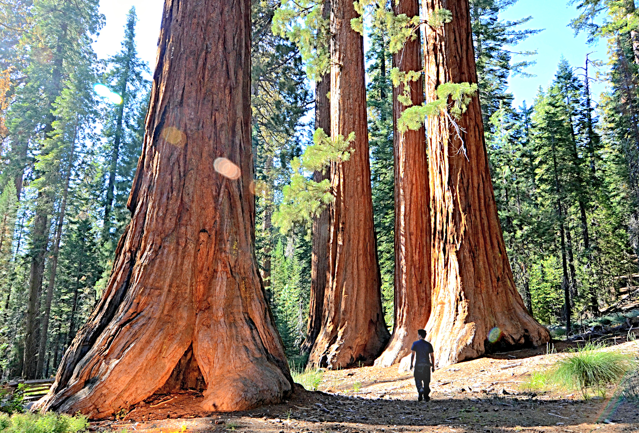 Yosemite National Park with kids: Mariposa Grove