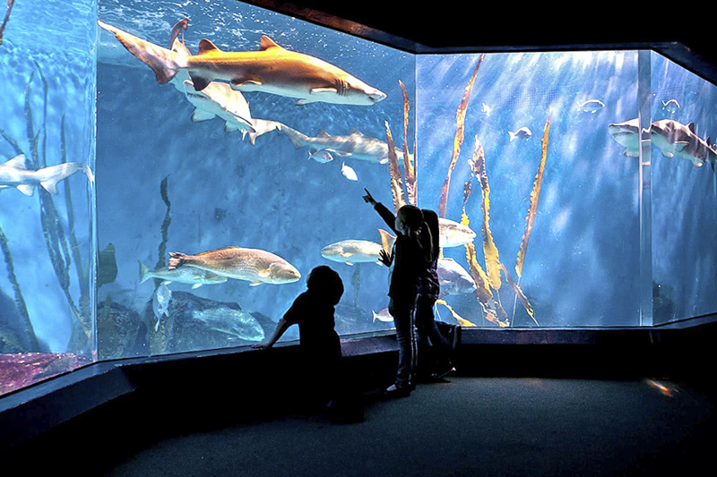 Sensory-Friendly Programs at Connecticut Museums and Attractions: Maritime Aquarium