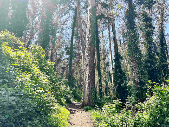 Hikes in San Francisco: Mount Sutro