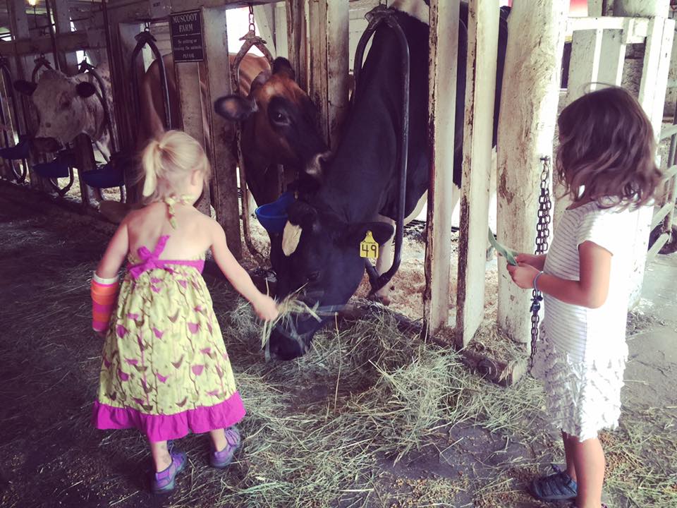 Kids can feed cows at Muscoot Farms, one of our favorite petting zoos near Westchester