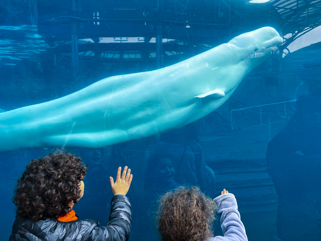 Photo of children watching a beluga whale at the Mystic Aquarium.