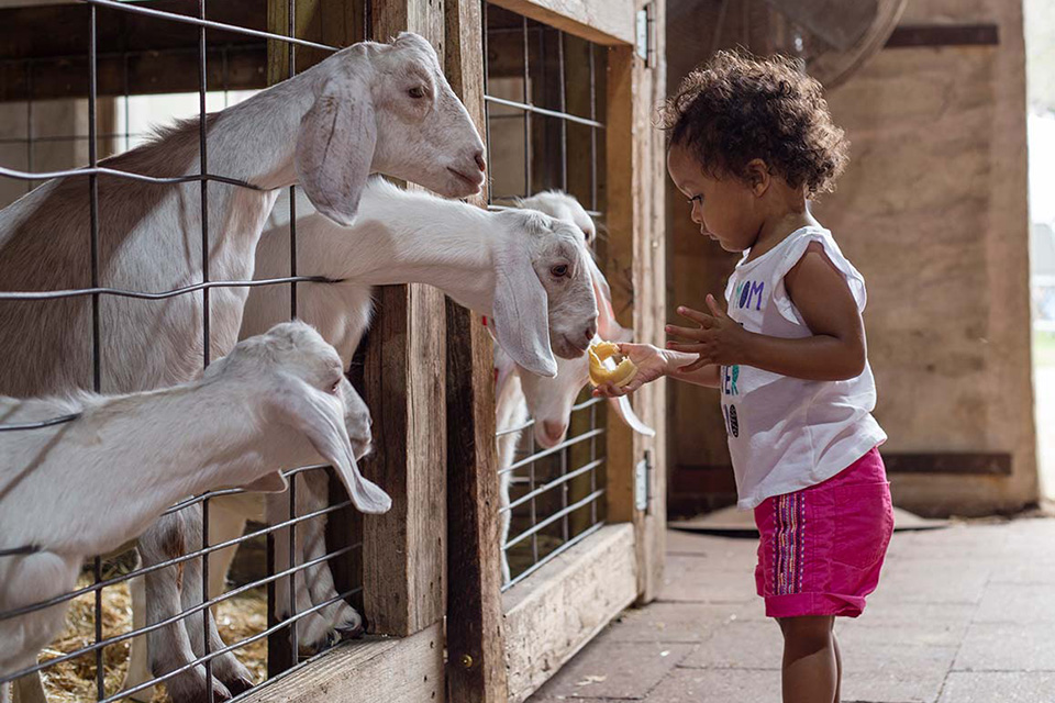 Best Amusement Parks in the Chicago Area for Families: little girl feeding goats