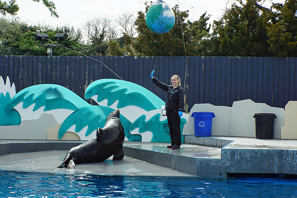 Wave hello to Bruiser, the talented sea lion and star of the Aquatheater show at the New York Aquarium.