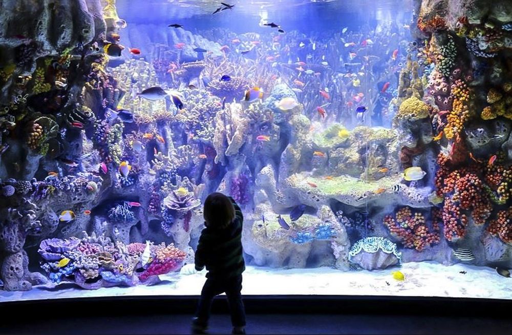 Boston ​Spring Break April 2025 New England Aquarium