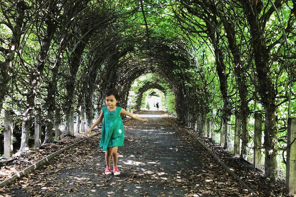 Breeze through the allee at the Snug Harbor Botanical Gardens. This beautiful tunnel of Hornbeam trees is just one of its stunning feature. Photo courtesy of Snug Harbor