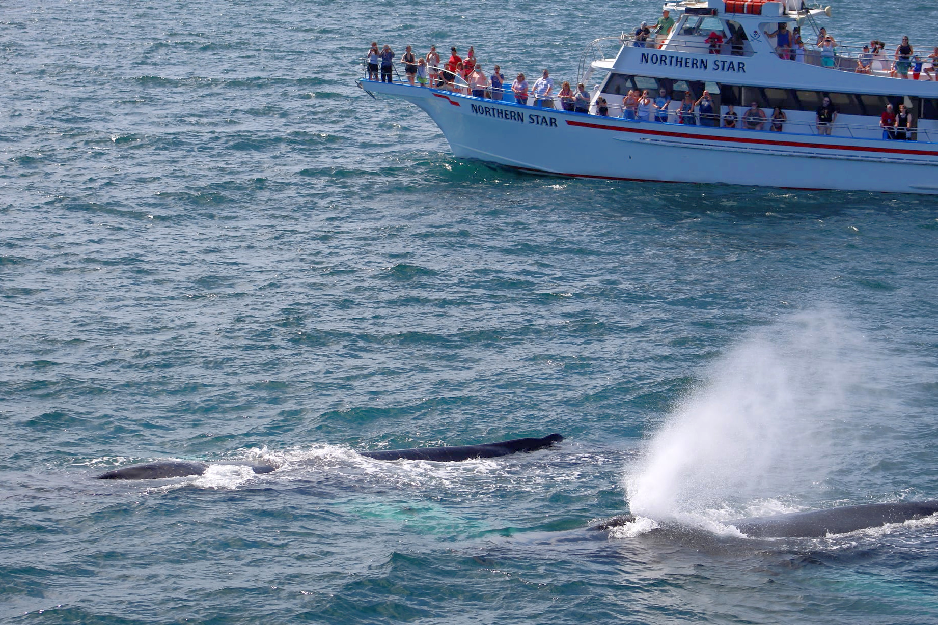 Image of Whale Watch - Things To Do in Newburyport