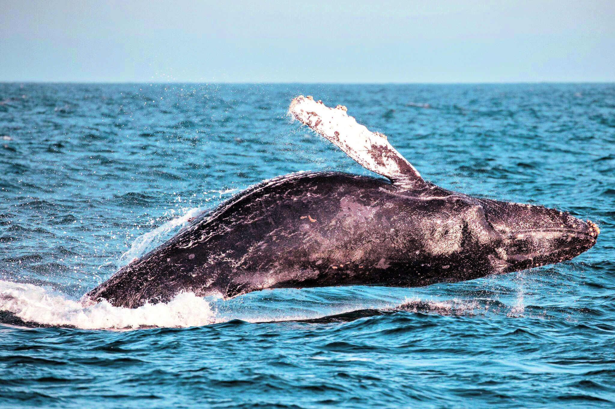 Whale Watching near Los Angeles: See whales up close and personal from sea, shore, or virtual festival.