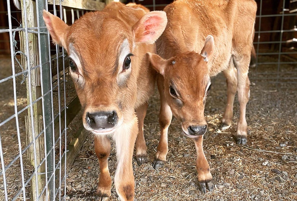 Visit farm animals and join an egg hunt at Alstede Farms' Springtime and Easter Festival. Photo by Kaylynn Chiarello Ebner