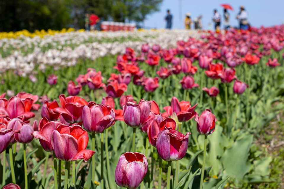 Spring is in the air and Heritage Farm & Garden is celebrating with a tulip festival in Muttontown.