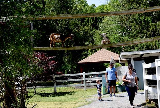 goats at Broookhollow Barnyard