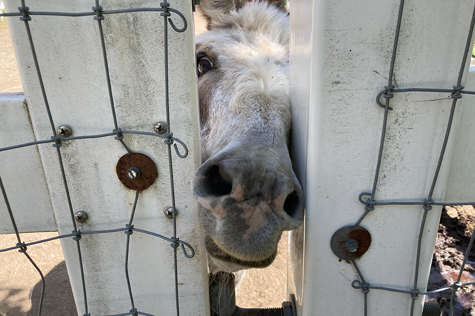 Brookhollow's Barnyard is a family-run petting zoo in Boonton.