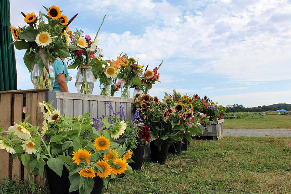 Beautiful blooms are just the start of the fun at Holland Ridge Farms Fall Flower Festival. Photo by Patrick Marini/courtesy of the farm 