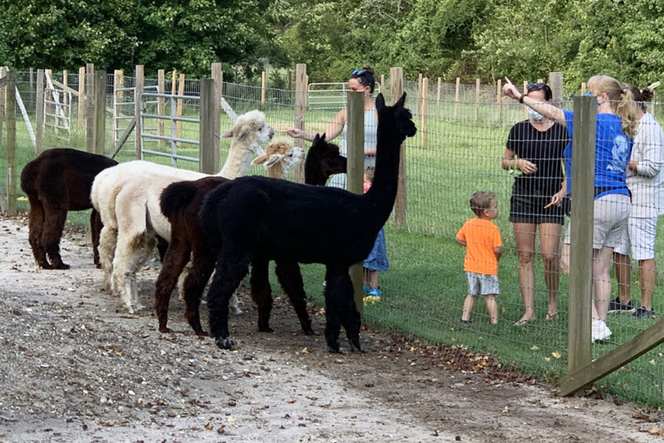 Spring is a perfect time to make new friends at Jersey Shore Alpacas.