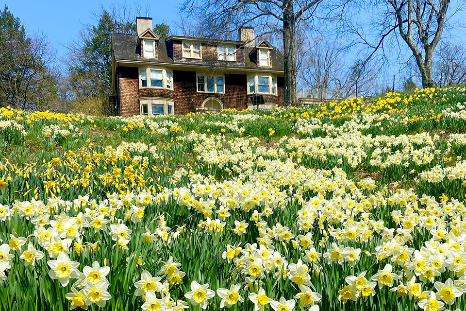 Enjoy the blooming daffodils at Reeves-Reed Arboretum on a day trip this spring. Photo courtesy of the arboretum