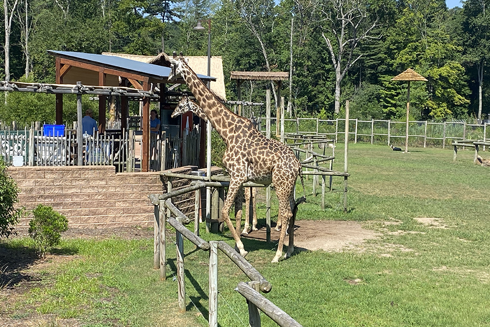 Masai giraffes at Turtle Back Zoo