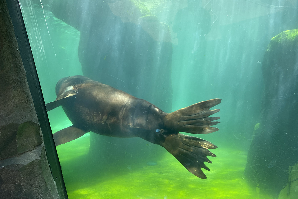 Sea Lion swimming