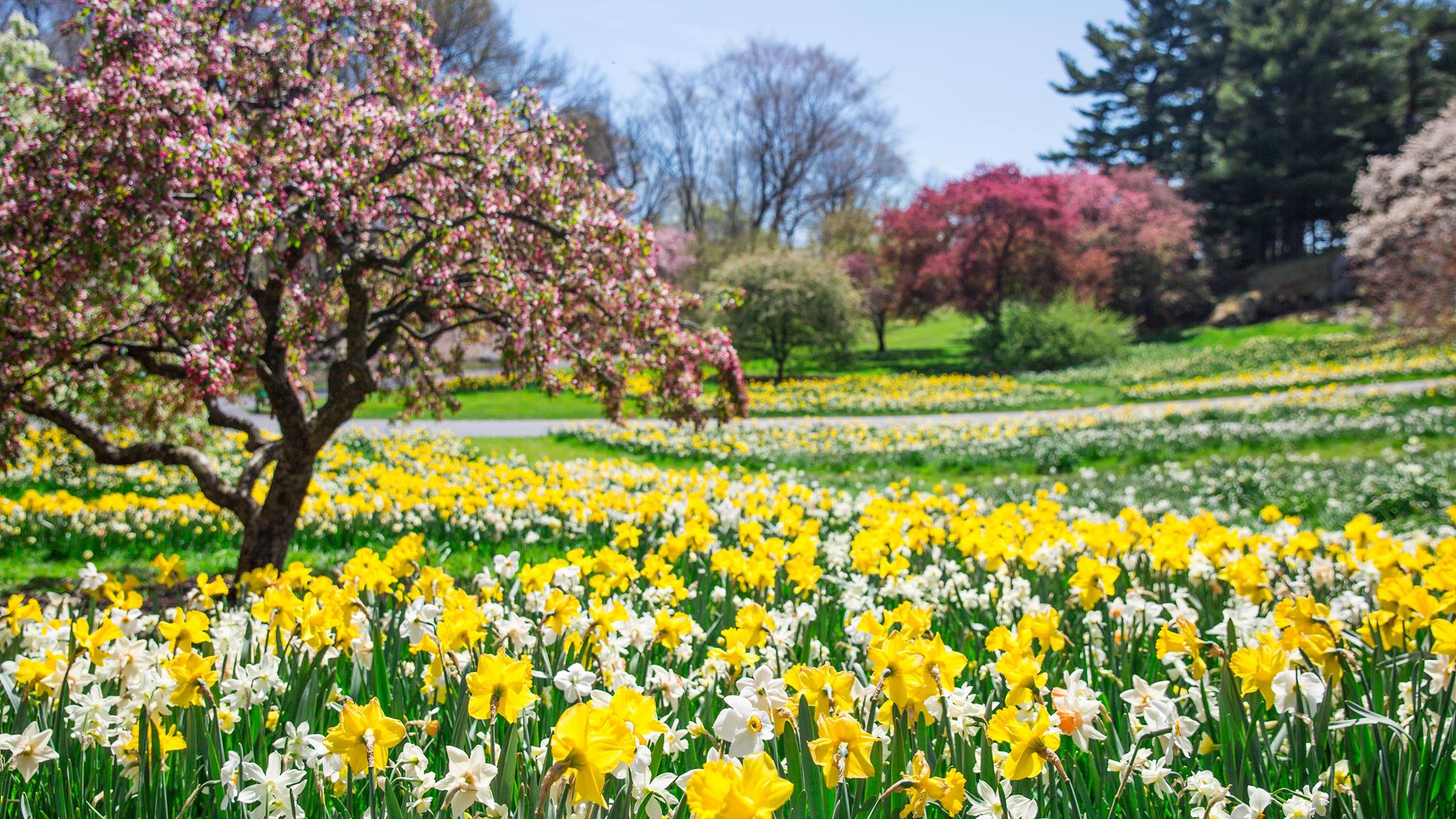 The New York Botanical Garden is an iconic living museum where kids can run free and explore. Photo courtesy of NYBG 
