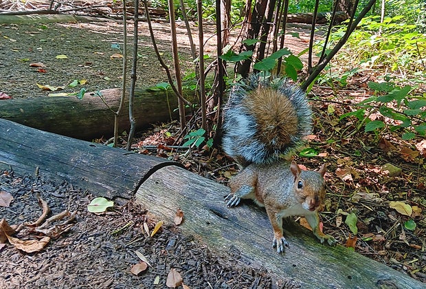 Hidden gem in NYC: Squirrel at the Hallet Nature Sanctuary