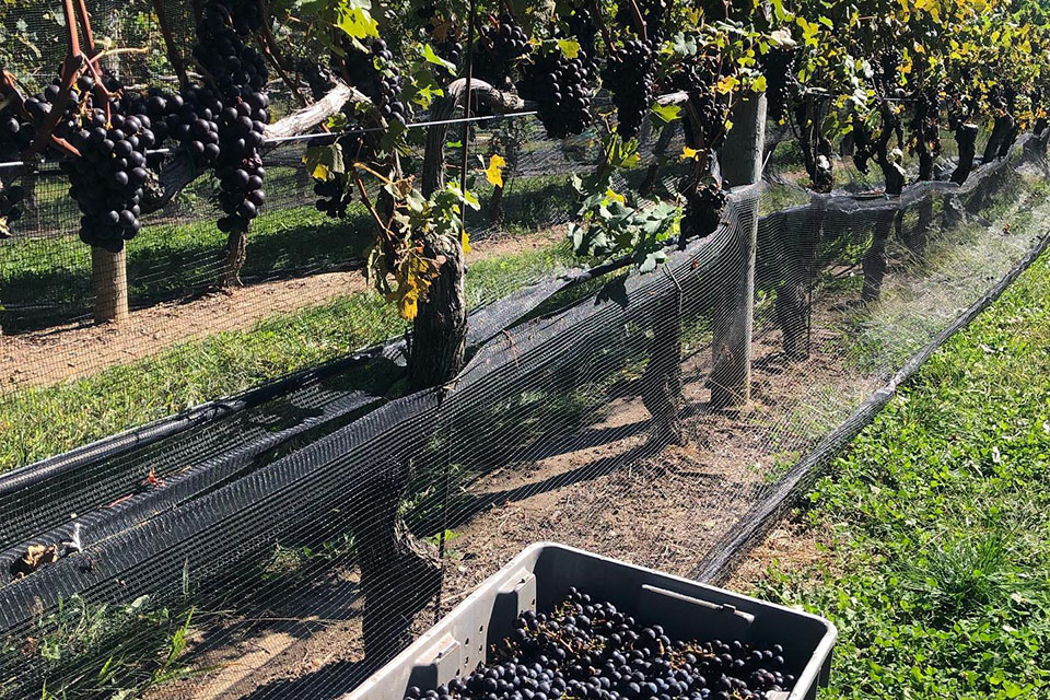 Family-Friendly Wineries on Long Island's East End: McCall Wines 