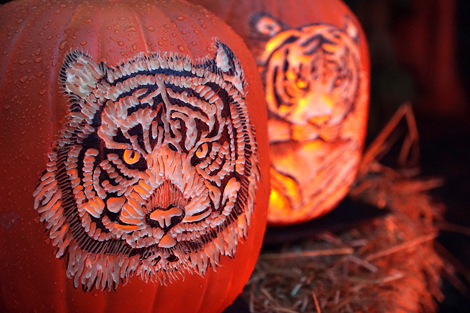 Bronx Zoo's Pumpkin Nights: Two tiger jack-o'-lanterns