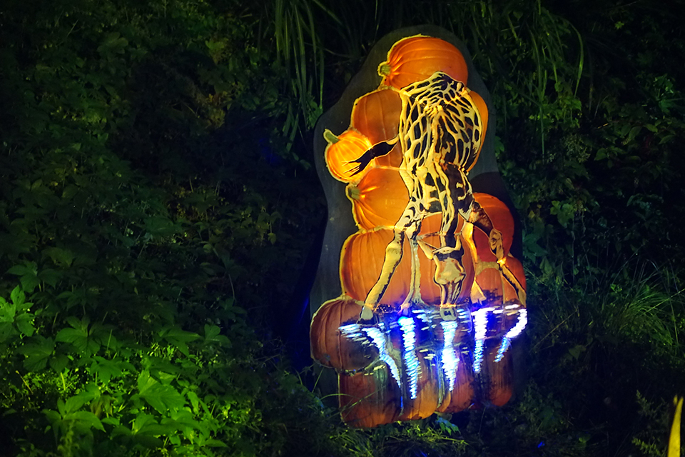 Bronx Zoo's Pumpkin Nights: Giraffe at the watering hole