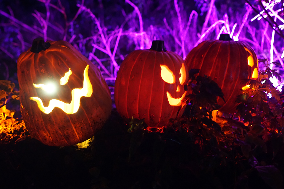 Bronx Zoo's Pumpkin Nights: Traditional jack-o'-lanterns