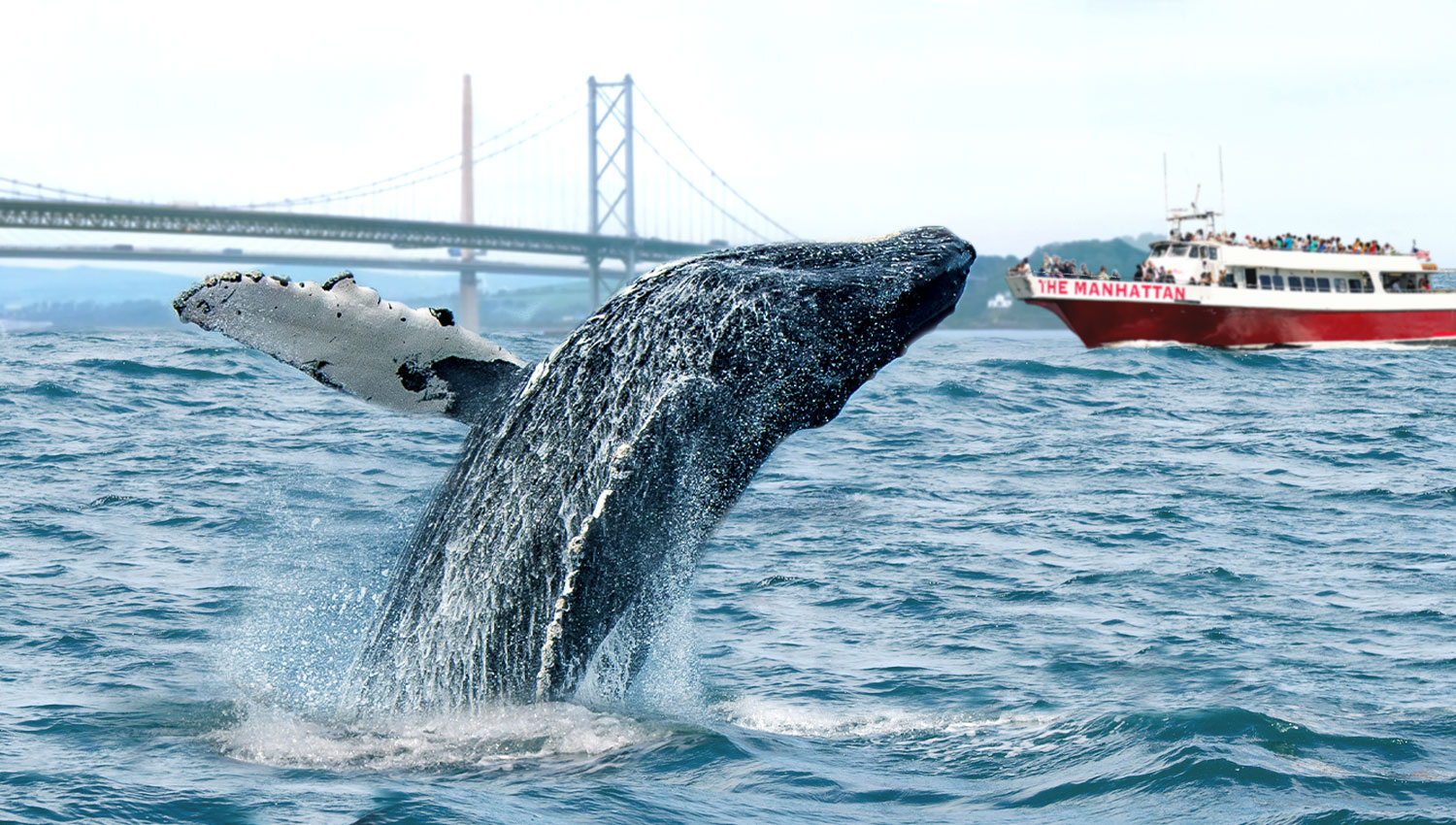 Join the Whale Watching Cruise with Event Cruises NYC, to witness whales breaching the surface of the water just outside city limits.