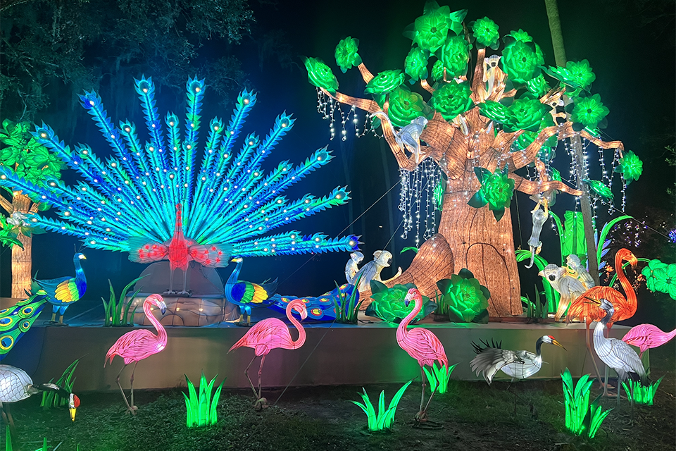 The Asian Lantern Festival runs though January 19, 2025.