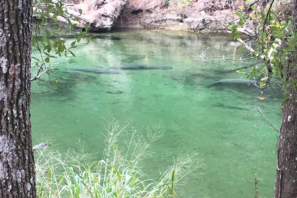 Spot a manatee at Blue Spring State Park.