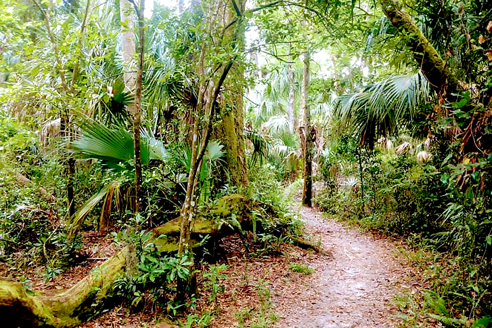 Highlands Hammock State Park Budget Weekend Getaways for Orlando Families