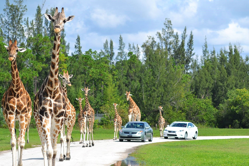 Lion Country Safari near West Palm Beach is home to more than 900 animals, including giraffes, lions, and zebras. Photo courtesy of the park