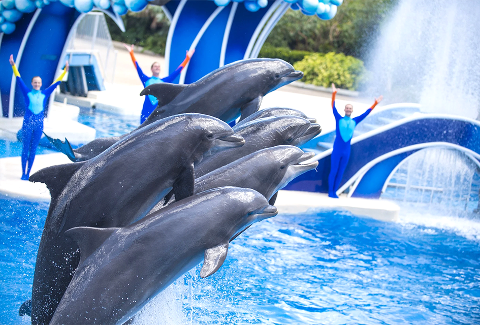 SeaWorld Orlando offers families a chance to discover the beauty and majesty of sea creatures, as well as thrilling rides, fun shows, and more!