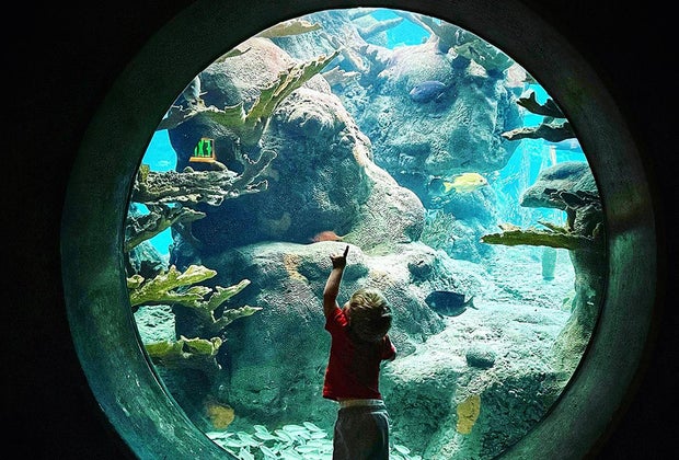 The Florida Aquarium Best Zoos, Aquariums, and Animal Encounters in Central Florida