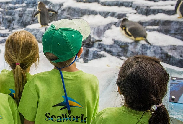 SeaWorld Orlando Summer Day Camps Fun Orlando Summer Camps for Preschoolers
