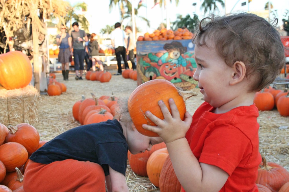 Find the best pumpkin patches near Orlando with our guide to the best things to do this fall near Orlando with kids.