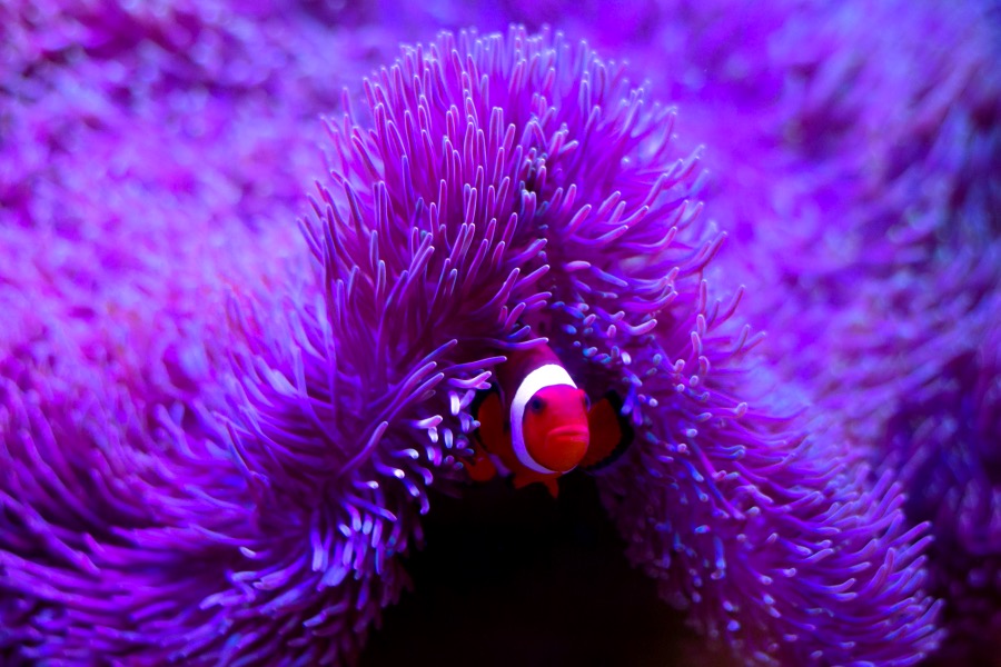 This anemone tongue twister will leave you laughing.