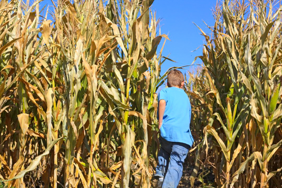 Get lost–and find family fun with the best corn mazes near Boston!