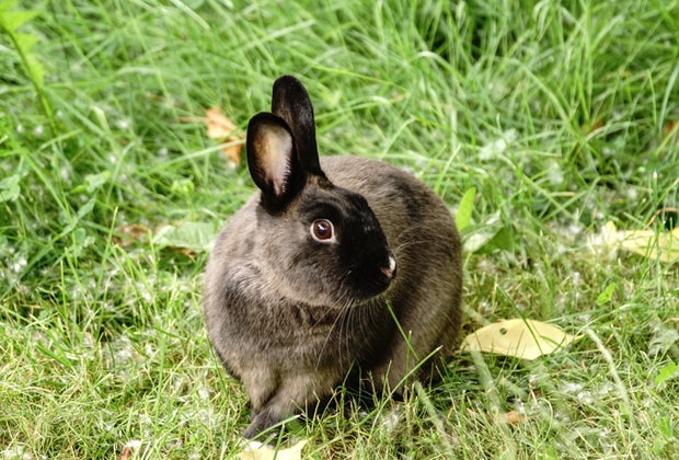 Worst Pets for Kids: Rabbits
