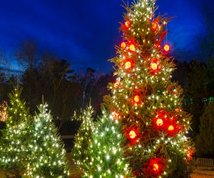 Pick your own tree this year at one of these Christmas tree farms near Houston. Photo by Bauhaus 1000 via Canva