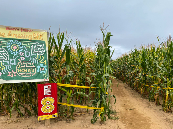 Photo of Brown's Harvest in Windsor - Corn Mazes in Connecticut