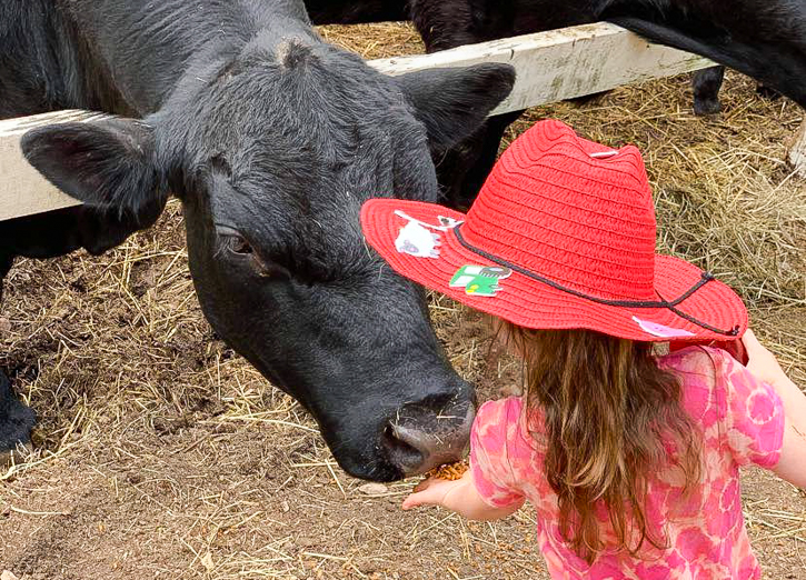 Photo of child and a cow - Things To Do with Preschoolers in Connecticut