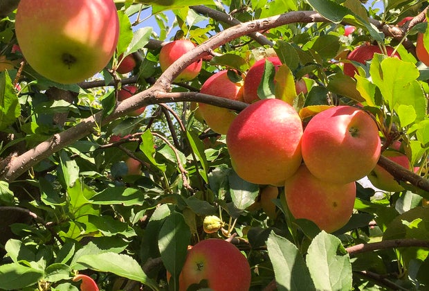 Apple picking near Chicago