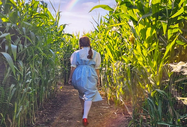 Image of corn maze at Lyman Orchards - Activities in CT for all ages
