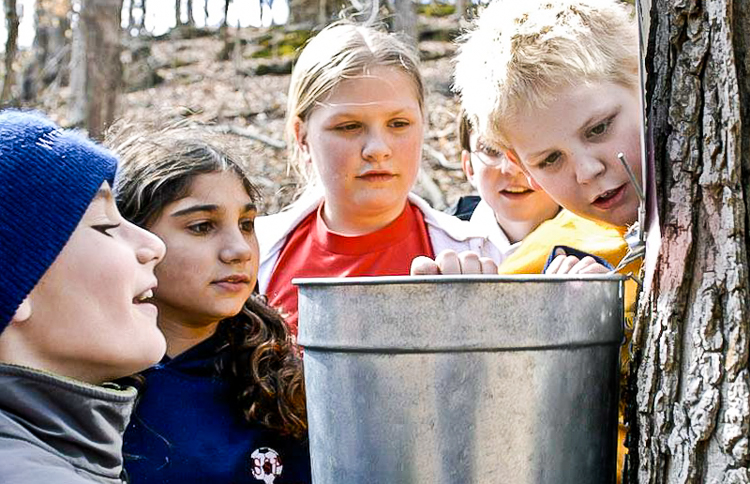 Maple syrup tastes so much sweeter when kids tap the tree themselves. Photo courtesy of the Greenwich Land Trust