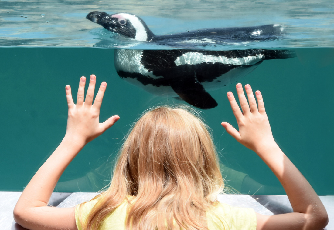 Photo of a child watching a penguin at the Mystic Aquarium-visiting CT with kids.