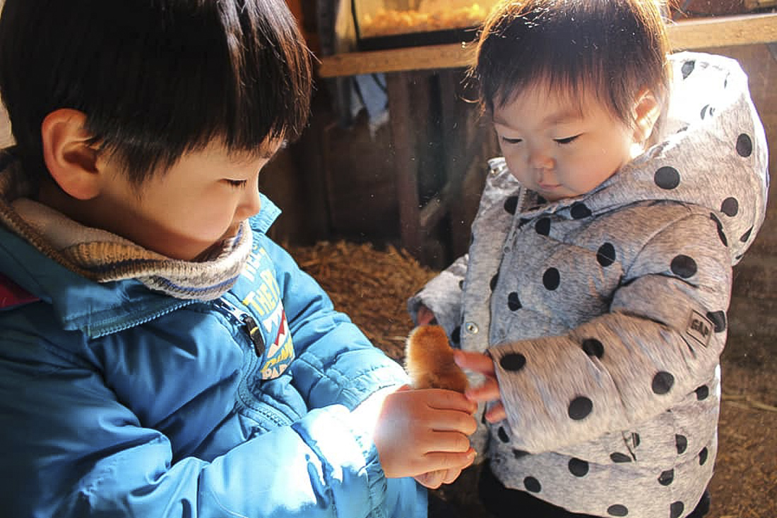 Hold baby animals at Enjoy Pioneer Farm. Photo courtesy of Pioneer Farm, Facebook